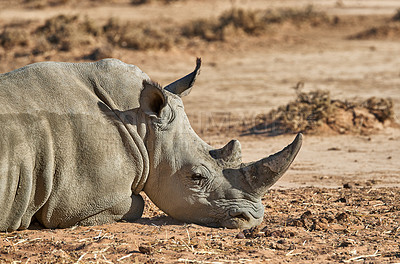 Rhinos - South Africa
