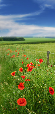Poppies in the countryside -Denmark