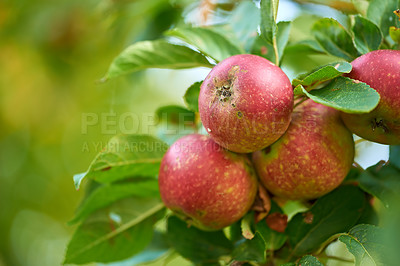 Fresh apples in natural setting
