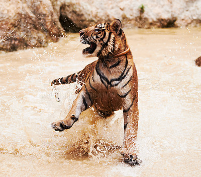 Playful tiger splashing around
