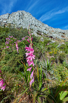 Flowers, plants and trees on mountain side in South Africa