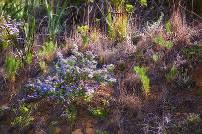 Flowers, plants and trees on mountain side in South Africa