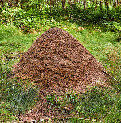 Huge anthill in a pine forest